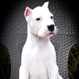 Caerus- Boy 1 - White male Dogo Argentino puppy in San Diego, California from Debonair Dogos