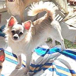 Boulder - Cream and white male Chihuahua puppy in Lake Placid, Florida from Heartland Chihuahua