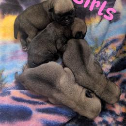 Constance - Fawn female Pug puppy in Winter Haven, Florida from Lisa's Pugalicious Pugs