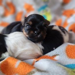 Harvest Haze - Black and gold male Yorkshire Terrier puppy in Dallas, North Carolina from Mandy's Miracles