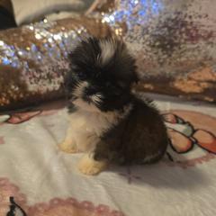 Rosie Jr - Brown female Mal-Shi puppy in Pleasant Hill, Iowa from Courtney Nicole's Mal Shihs & Goldendoodles
