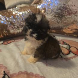 Rosie Jr - Brown female Mal-Shi puppy in Pleasant Hill, Iowa from Courtney Nicole's Mal Shihs & Goldendoodles