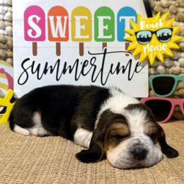 Salty Dawg (gray collar) - Black brown and white male Basset Hound puppy in Edmonton, Kentucky from RiverBottom Bassets