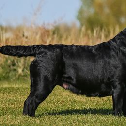 Labrador Retrievers from Lincoln Creek Valley Kennels