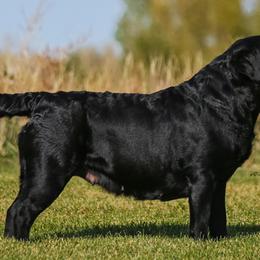 Labrador Retrievers from Lincoln Creek Valley Kennels