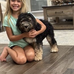 Boy 2 - Traditional Tri - Tri-color male Bernedoodle puppy in Austin, Texas from Central Texas Doodles