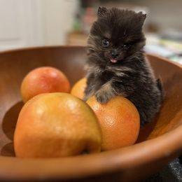 Pomeranian Puppies from petticoatpoms
