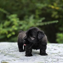 Skye Terrier puppies from A Plus A