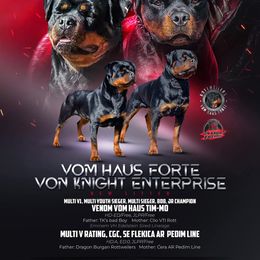 Rottweiler puppies from Rottweiler von knight enterprise