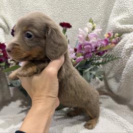 3500 FULL AKC - Isabella and Tan - Fawn (isabella) and tan male Dachshund puppy in Cottonwood, California from Circle C Farm