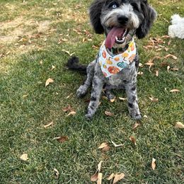 Harper - Aussiedoodle