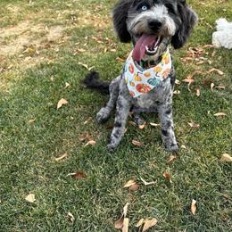 Harper - Aussiedoodle