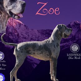 Zoe - Great Dane