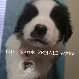 Light purple FEMALE - White and brown female Saint Bernard puppy in Kaukauna, Wisconsin from Holtz Family Saints