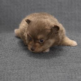 Waylon Jennings - Chocolate and tan male Pomeranian puppy in Sandia, Texas from Broken Arrow Poms