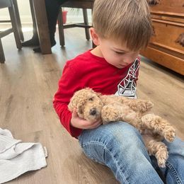 Poodle All Grown Up from Silver Moon Poodles