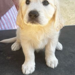Ruby - Light golden Golden Retriever puppy in Escondido, California from Sandy Acres Golden Retrievers
