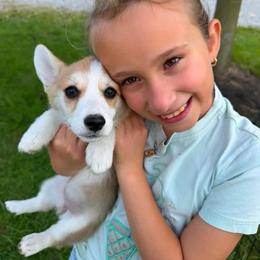 Penelope - Sable female Pembroke Welsh Corgi puppy in Urbana, Ohio from Edgewood Farm and Kennel