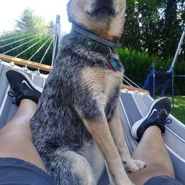 Australian Cattle Dog All Grown Up from Australian Cattle Cuties