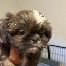 Greg - Blue male Shih Tzu puppy in Victorville, California from RUMBLE n TUMBLE