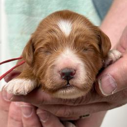 Red - Red  male Goldendoodle puppy in Herriman, Utah from Sunnydoodle Utah