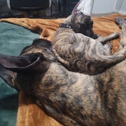 Great Dane Puppies from The Greater Dane Kennel