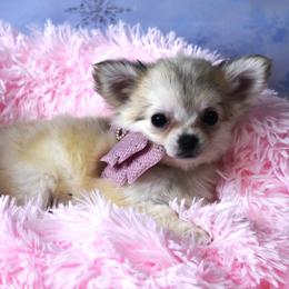 Grace - Black sabled silver female Chihuahua puppy in Gloucester, Virginia from Charlotte's Web of Chihuahuas