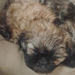 Klay - Brindle male Shih Tzu puppy in Ruffs Dale, Pennsylvania from RAM Shih Tzus Rolling Hills of PA