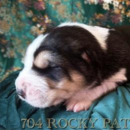 Boy 5 - male Central Asian Shepherd Dog puppy in Marshville, North Carolina from 704 Central Asian Shepherds