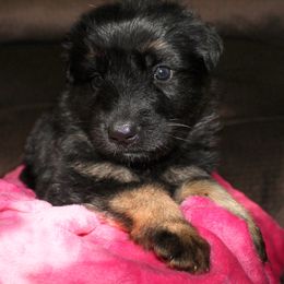 German Shepherd Puppies from Rain's Legacy German Shepherds