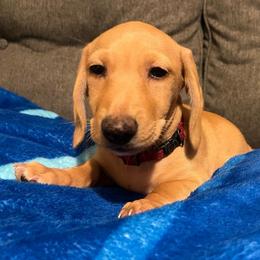 Red Boy - Red male Dachshund puppy in Buckeye, Arizona from AZ Dachshund Proud
