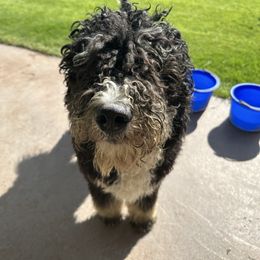 Green - Tri-color male Bernedoodle puppy in Meridian, Idaho from Sweet Tea Kennels