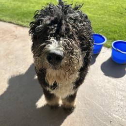Green - Tri-color male Bernedoodle puppy in Meridian, Idaho from Sweet Tea Kennels