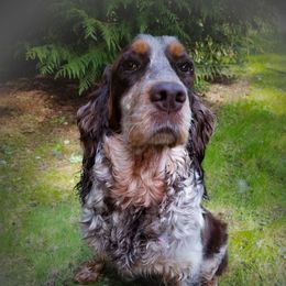 Ruby - English Springer Spaniel