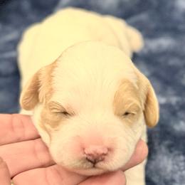 F - Blenheim female Cavapoo puppy in Draper, Utah from Peaks Pups — Exceptional by Nature. Raised with Purpose.