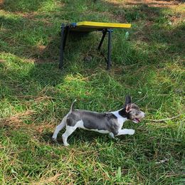 Triguy - White and blue male Teddy Roosevelt Terrier puppy in Mississippi from LoupGarou Terriers