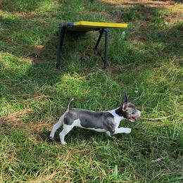 Triguy - White and blue male Teddy Roosevelt Terrier puppy in Mississippi from LoupGarou Terriers