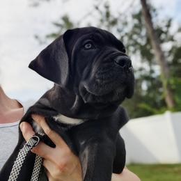Ethan - Black male Cane Corso puppy in Palm Coast, Florida from Northgold Cane Corso
