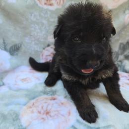 Black and tan male THEODORE - Black and tan male German Shepherd puppy in Buckfield, Maine from Levesques German Shepherds
