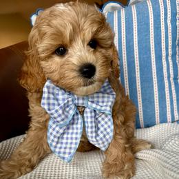 Windsor - male Cavapoochon puppy in Lucas, Ohio from Apricot Lane Puppy