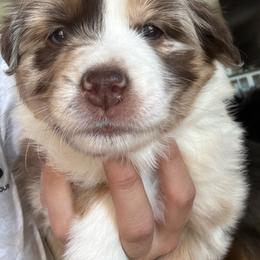 Rosie - Red merle female Miniature Australian Shepherd puppy in Artesia, New Mexico from Rocking Aussies