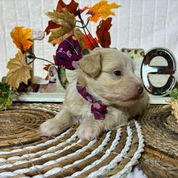 Peach - Wheaten female Miniature Schnauzer puppy in Hemet, California from Journee Home Mini Schnauzers