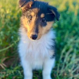Mocha - Black white and tan female Collie puppy in Waterville, Iowa from Lisa’s Lassies
