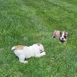 Bulldog Puppies from Tonya Clouser