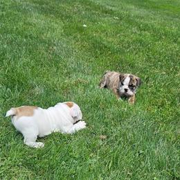 Bulldog Puppies from Tonya Clouser