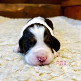 PG2 - Liver white and tan female English Springer Spaniel puppy in Britton, South Dakota from K&S Canines