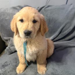Sage teal collar - Golden male Golden Retriever puppy in Great Falls, Montana from VS Golden Fields