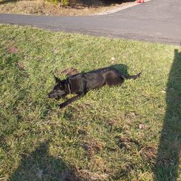 German Shepherd Puppies from Rose Valley German Shepherds