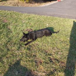 German Shepherd Puppies from Rose Valley German Shepherds