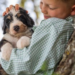 Aussiedoodle, Bernedoodle, and Poodle Puppies from Chris Krosschell's Bernedoodles